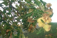 Casas Porto Mosquito